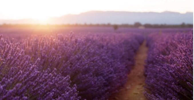 Champ de lavande Valensole