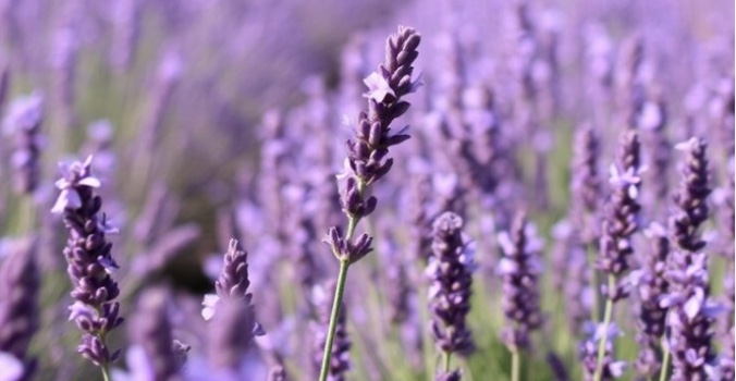 Champ de lavande Valensole