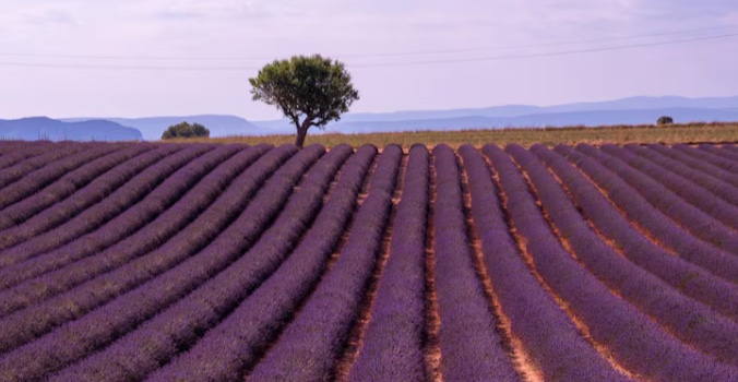 Champ de lavande Valensole